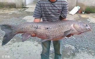 青鱼视频在线观看国产,青鱼视频带你领略国产影视魅力